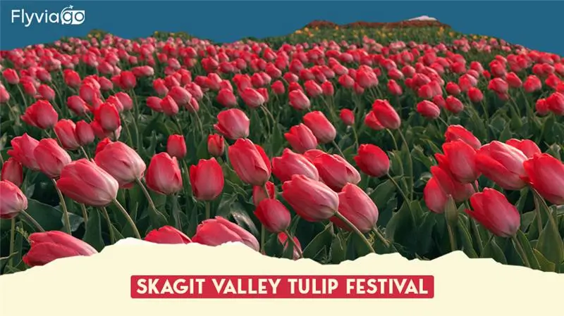 Best Time to Visit Skagit Valley | Tulip Season: Guide Flyviago